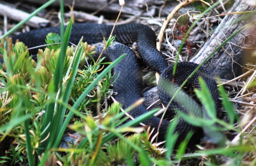 FINALMENTE! Vipera aspis atra NERA!